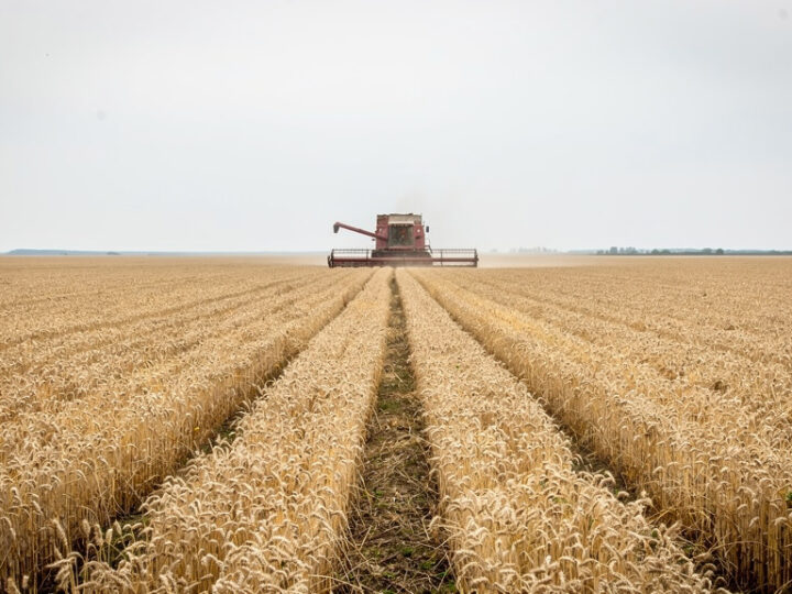 Ile zboża produkuje Ukraina – aktualne dane