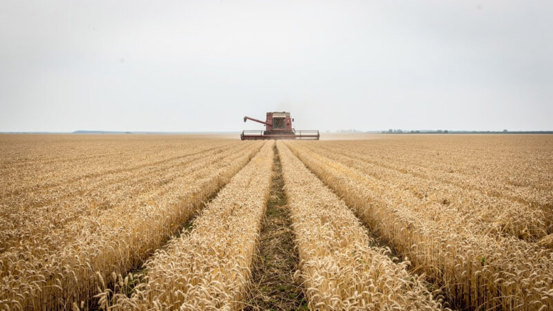 Ile zboża produkuje Ukraina – aktualne dane